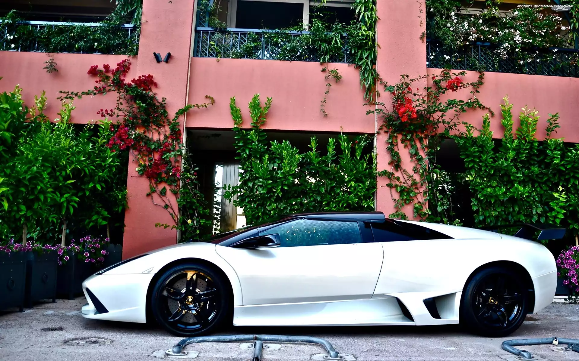 Biały, Lamborghini, Kwiaty, Dom, Murcielago, Samochód