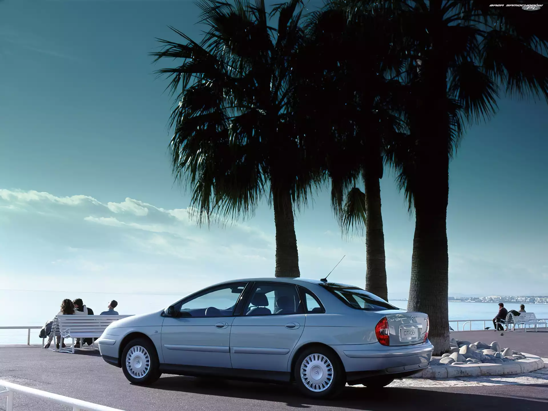 Drzewa, Citroen C5