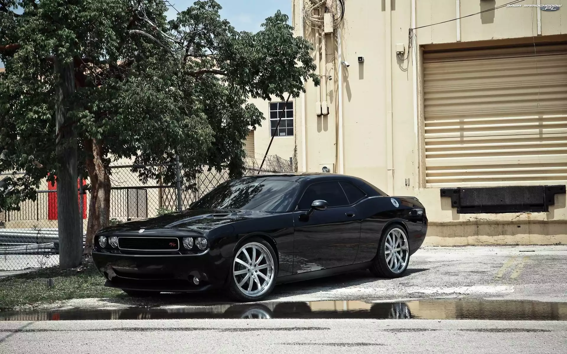 Drzewo, Chevrolet, Camaro
