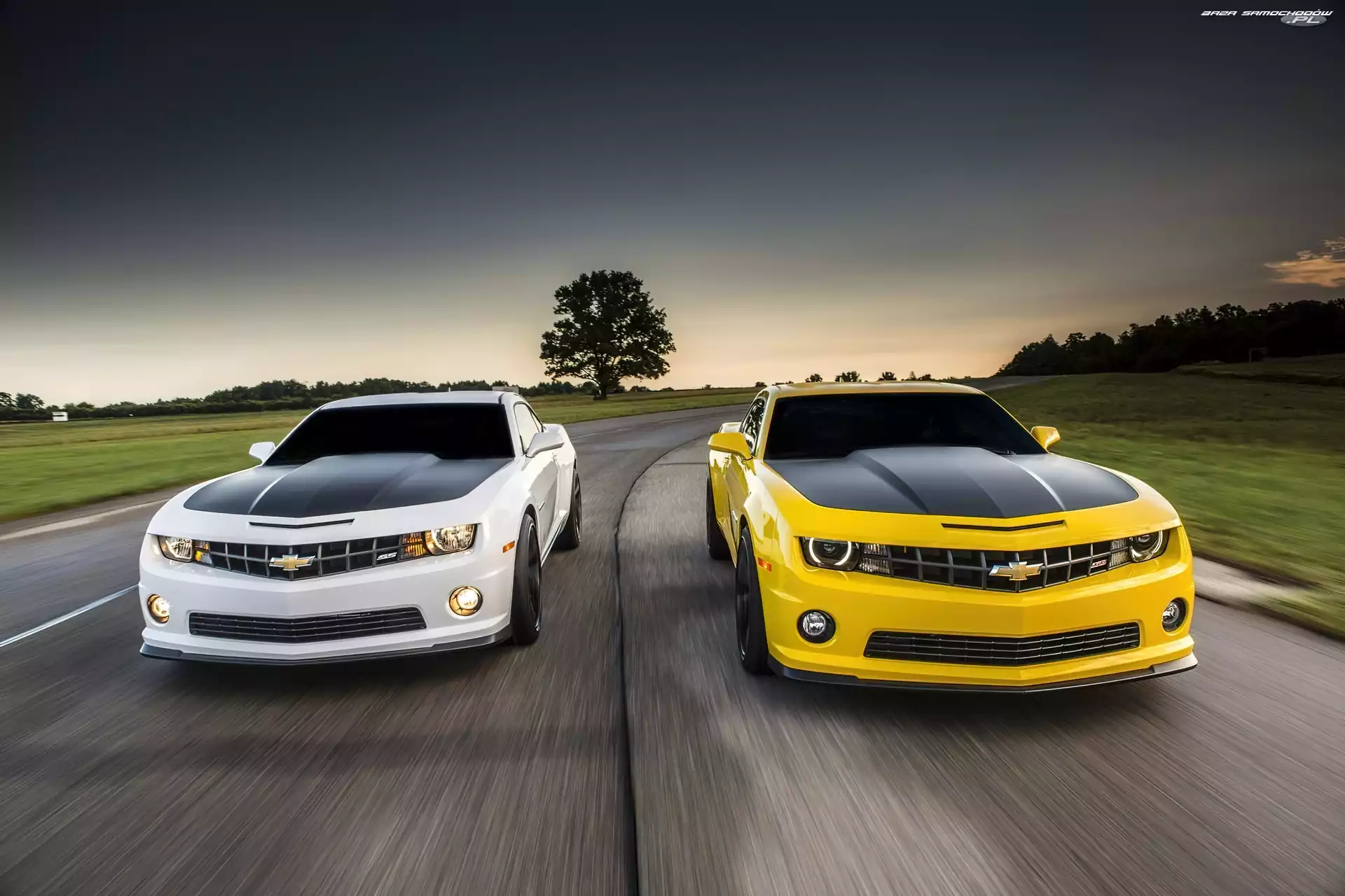 2013, Chevrolety, Droga, Drzewa, Camaro, 1LE