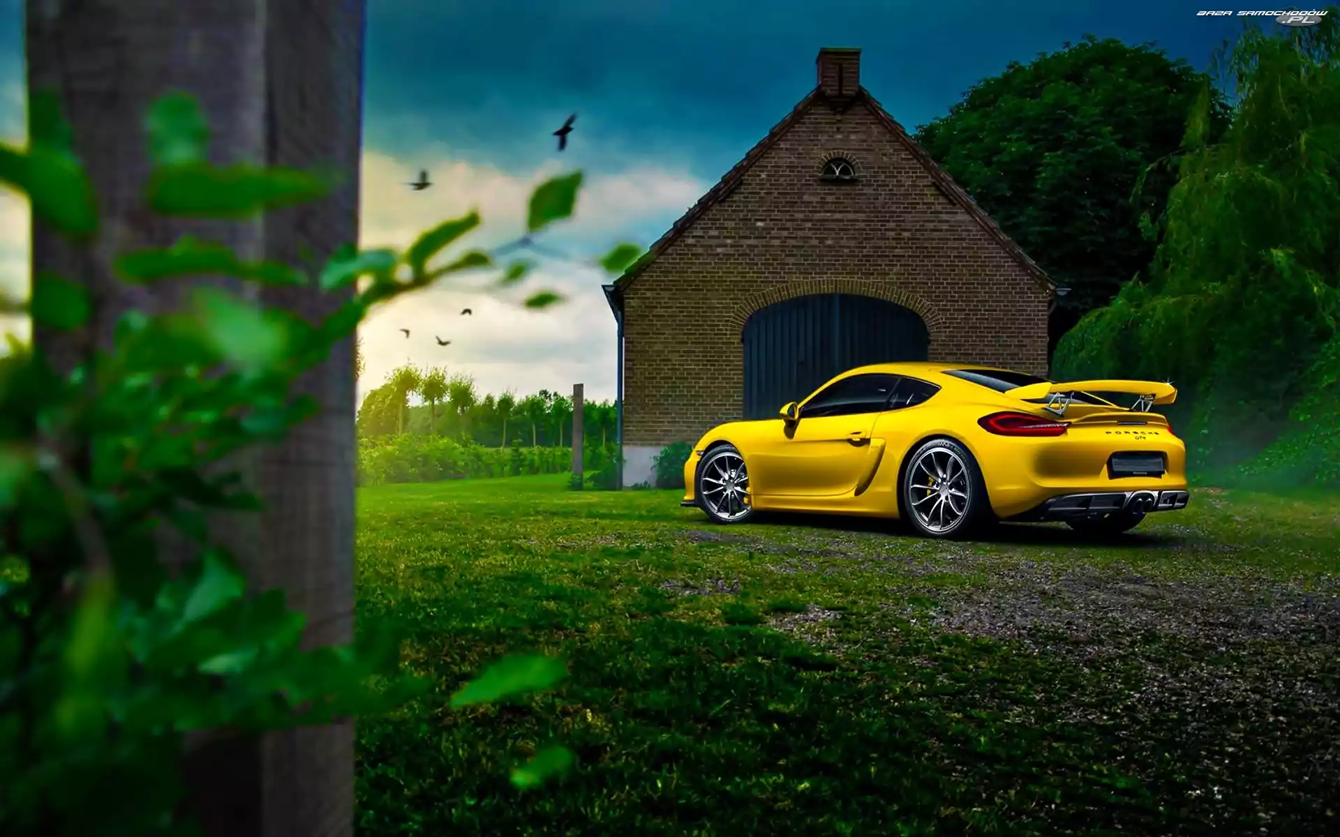 Dom, Ptaki, Porsche Cayman GT4, Drzewa