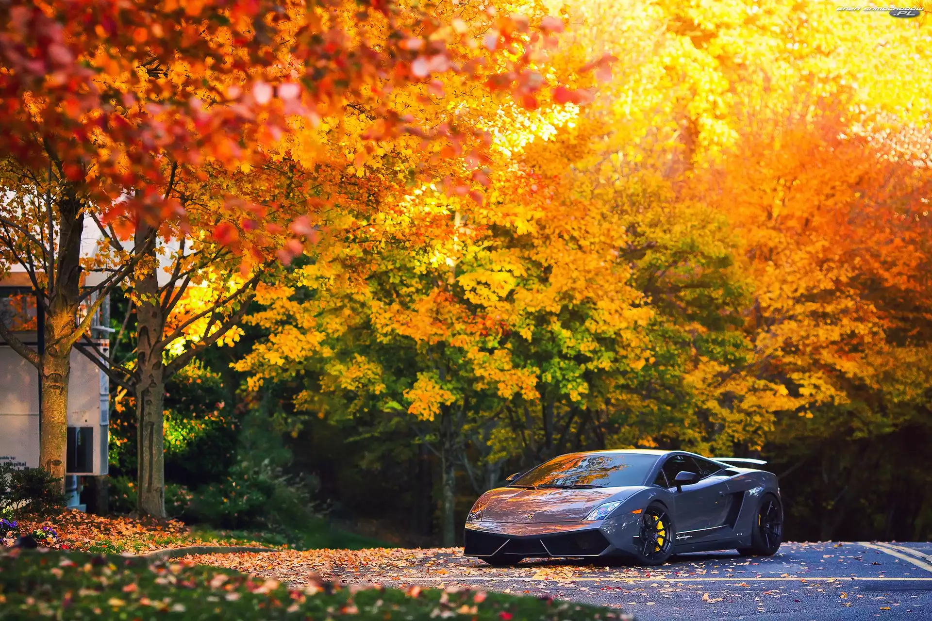 Droga, Jesień, Gallardo, Lamborghini , Drzewa, Samochód