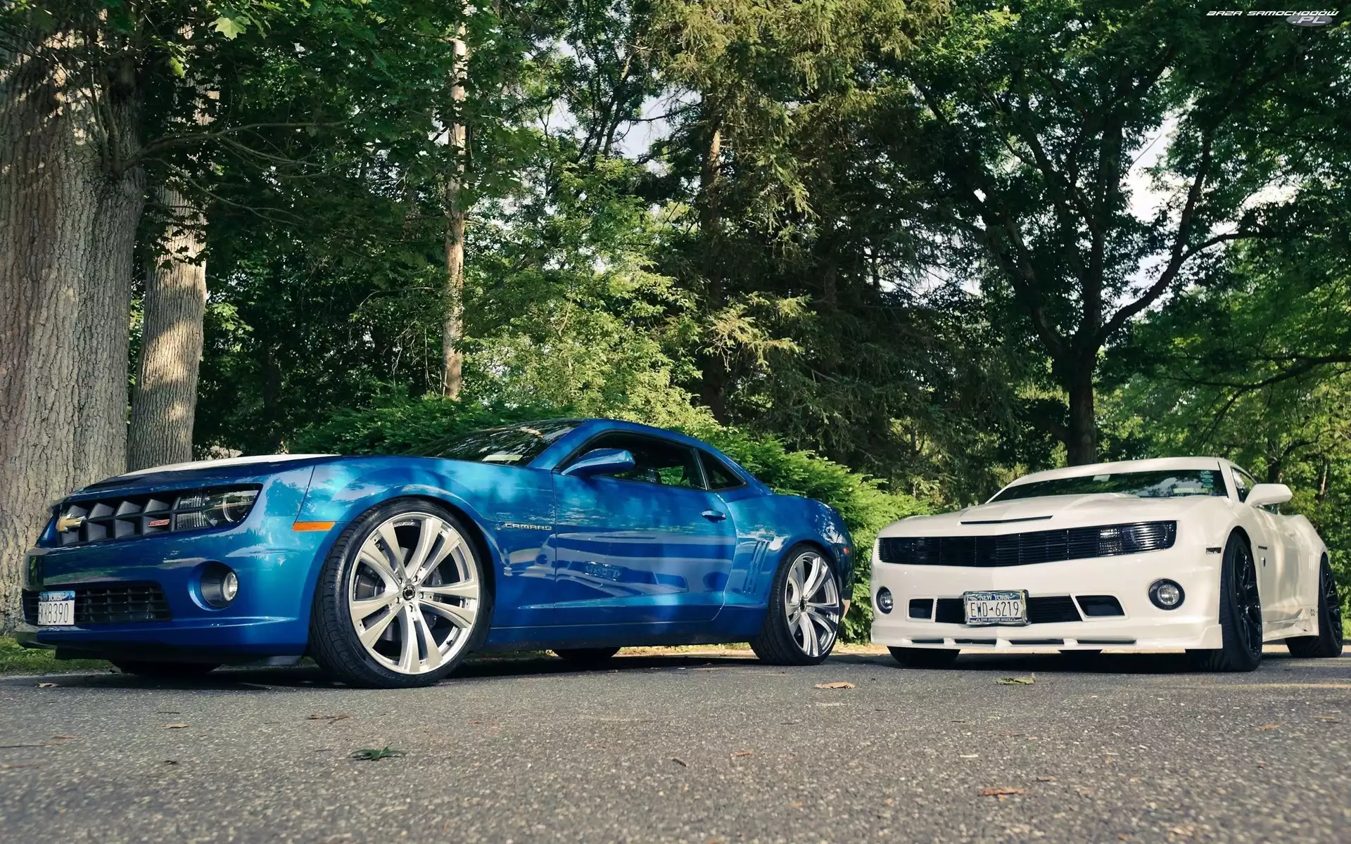 Drzewa, Droga, Chevrolety, Dwa, Camaro