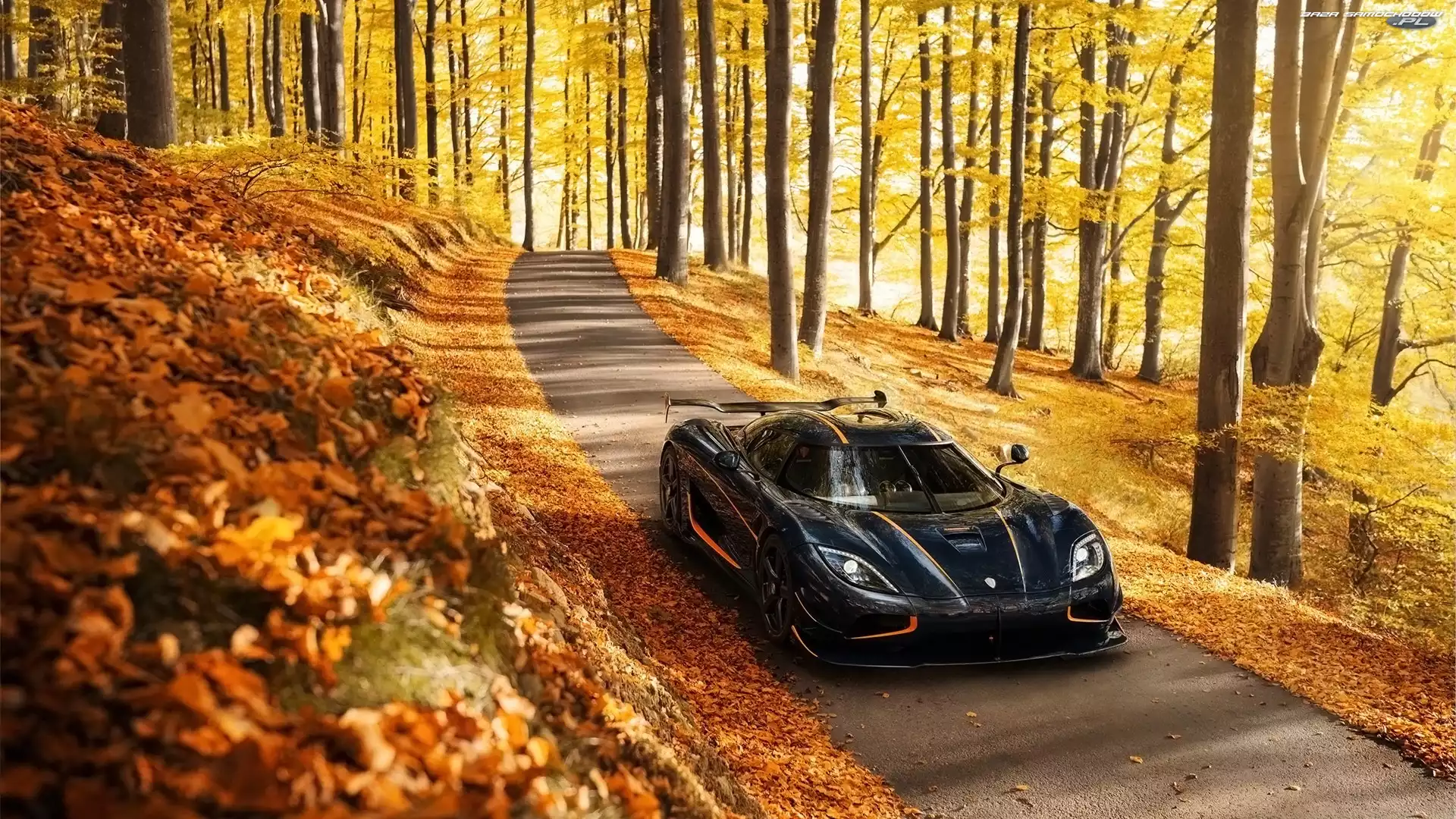 Drzewa, Jesień, Agera, Koenigsegg, Las, Droga
