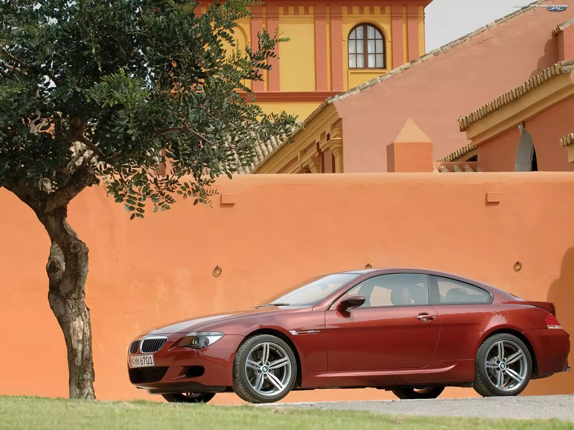 drzewo, Bordowa, BMW 6