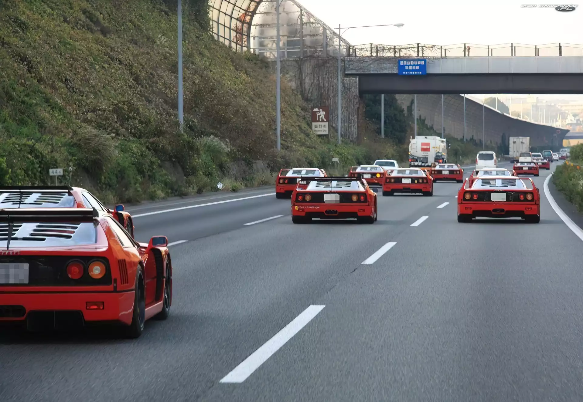 Ferrari F 40, Zlot, Miłośników
