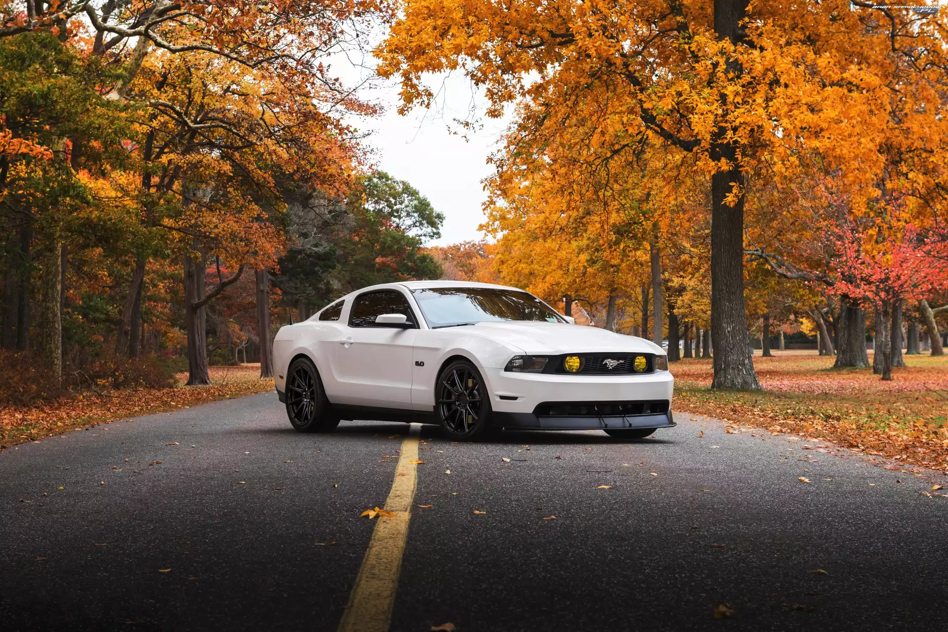 Ford Mustang GT, Drzewa, Biały, 2011