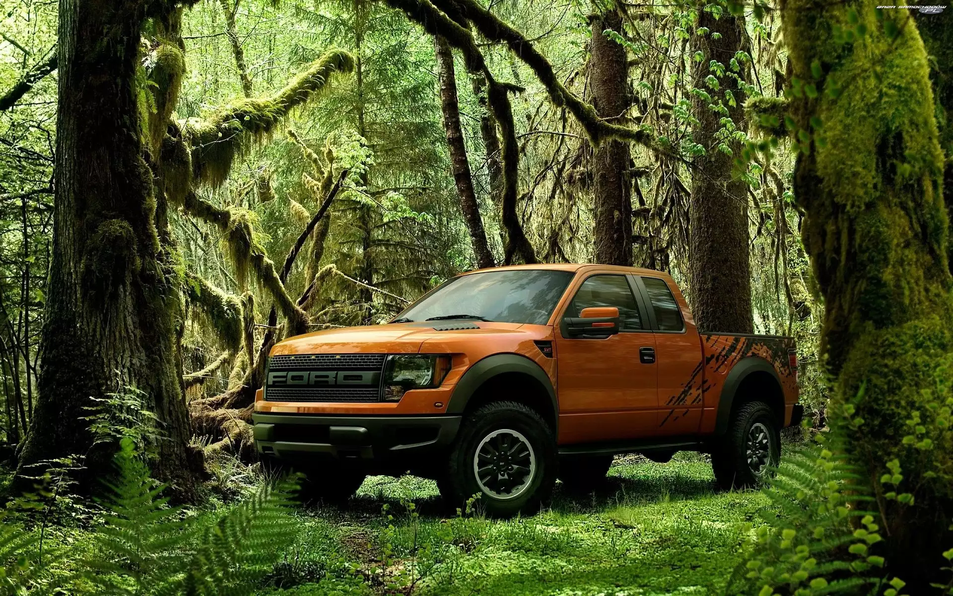 Dżungla, Ford, Raptor