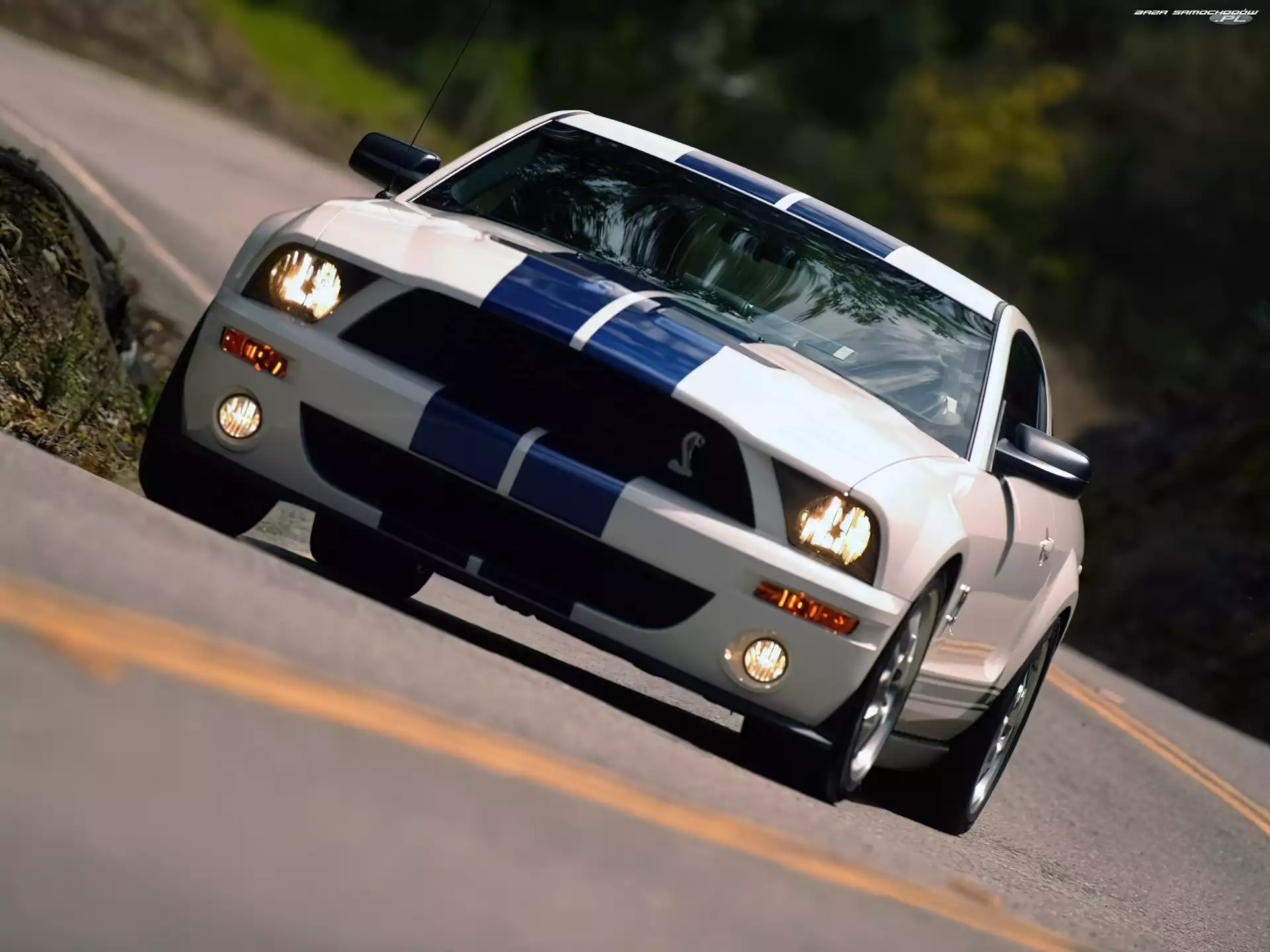 Ford Mustang, Shelby