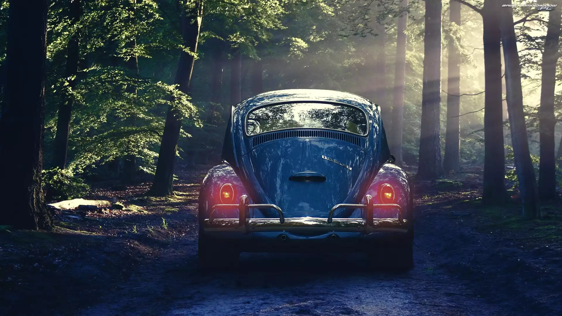 Garbus, Droga, Volkswagen Beetle, Las