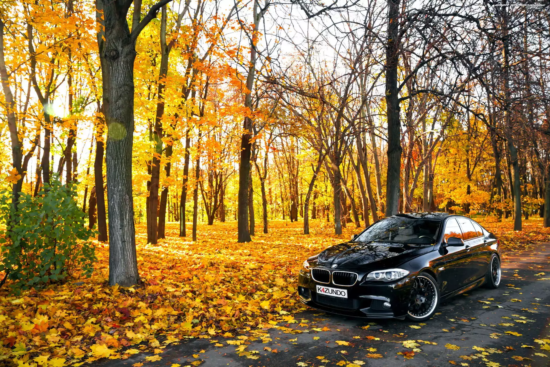 Drzewa, Jesień, Droga, BMW seria 5 F10, Park