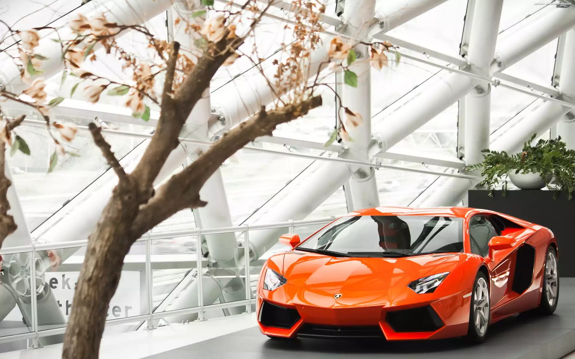 Magnolii, Lamborghini, Salon, 2013, Krzew, Samochodowy, Aventador