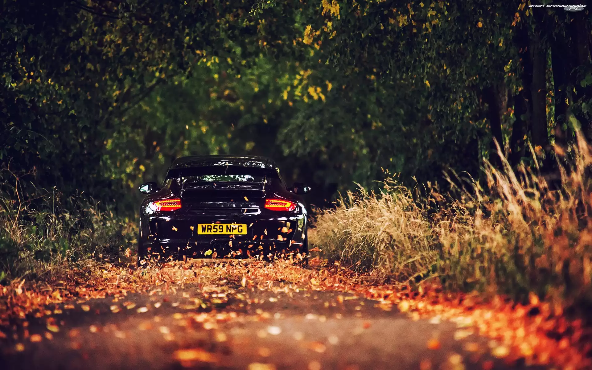 , Las, Porsche, Liście, Jesień, 911, Droga