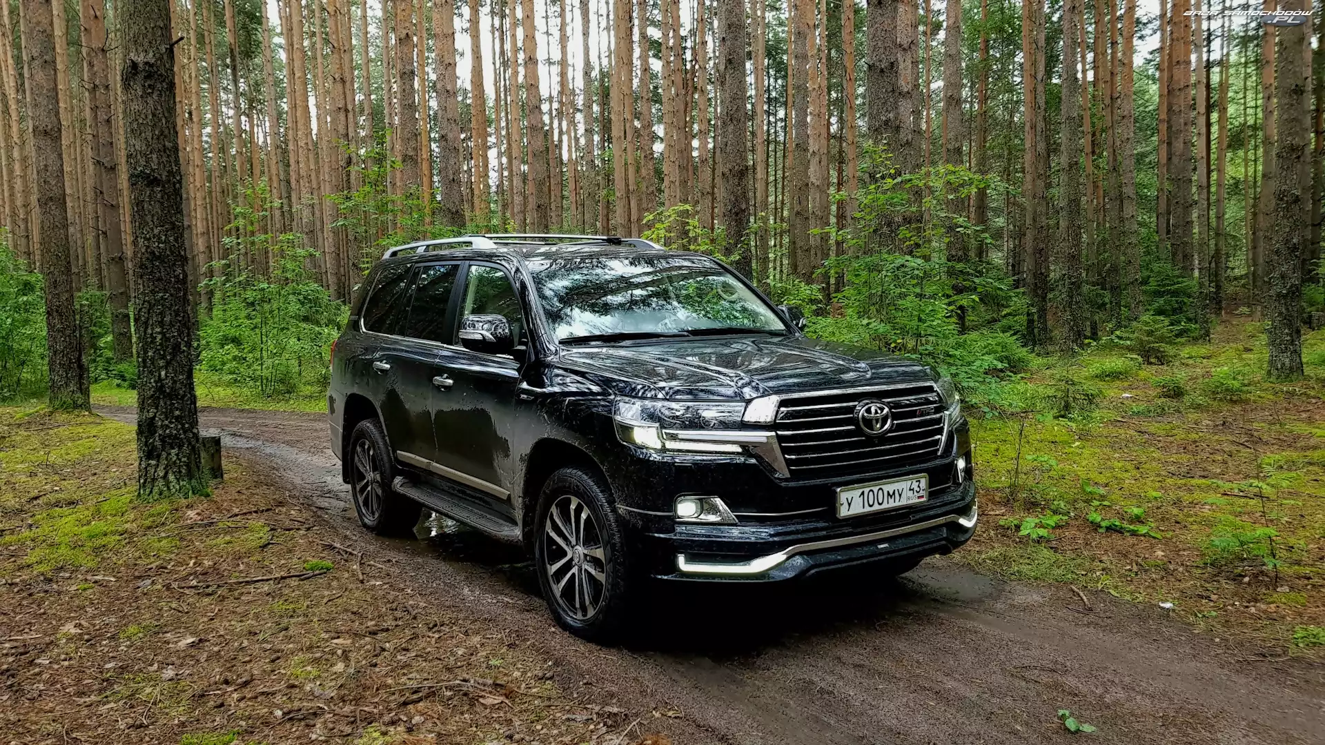 Las, Czarna, Toyota Land Cruiser