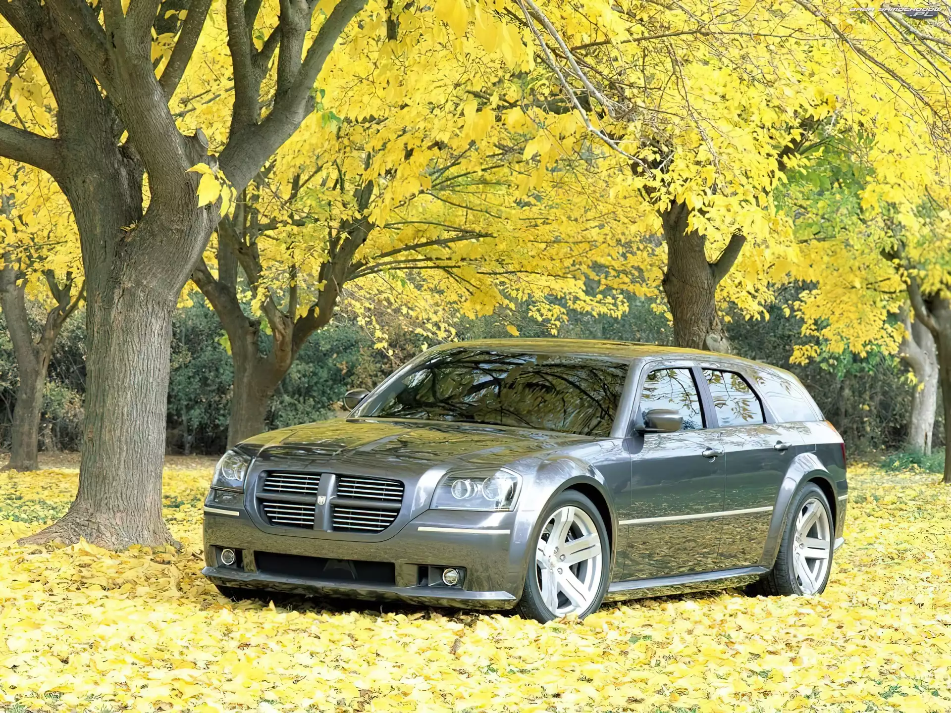 Drzewa, Dodge Magnum