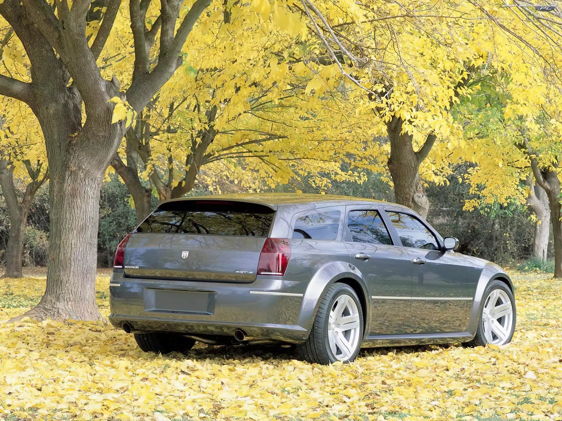 Drzewa, Dodge Magnum