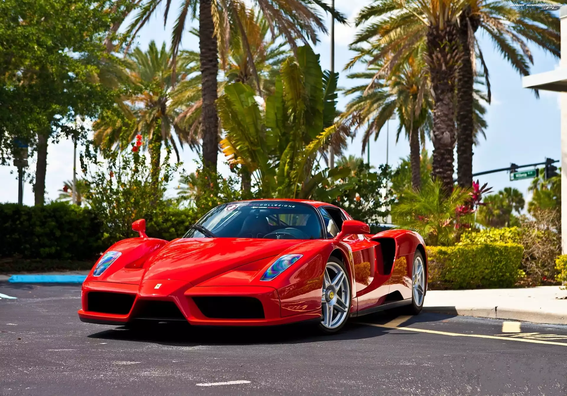 Palmy, Czerwone, Ferrari Enzo