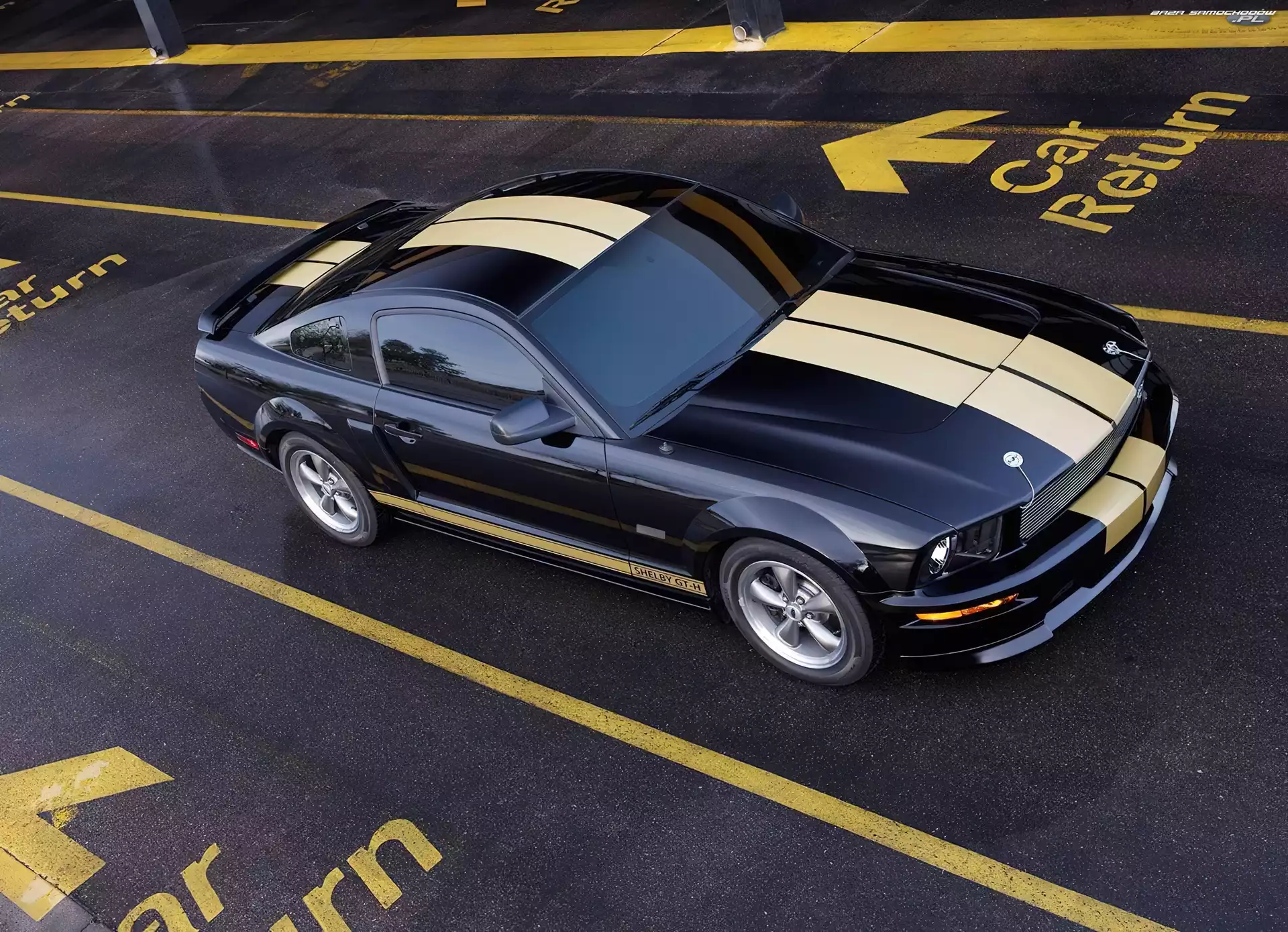 Pasy, Ford Mustang Shelby, Namalowane