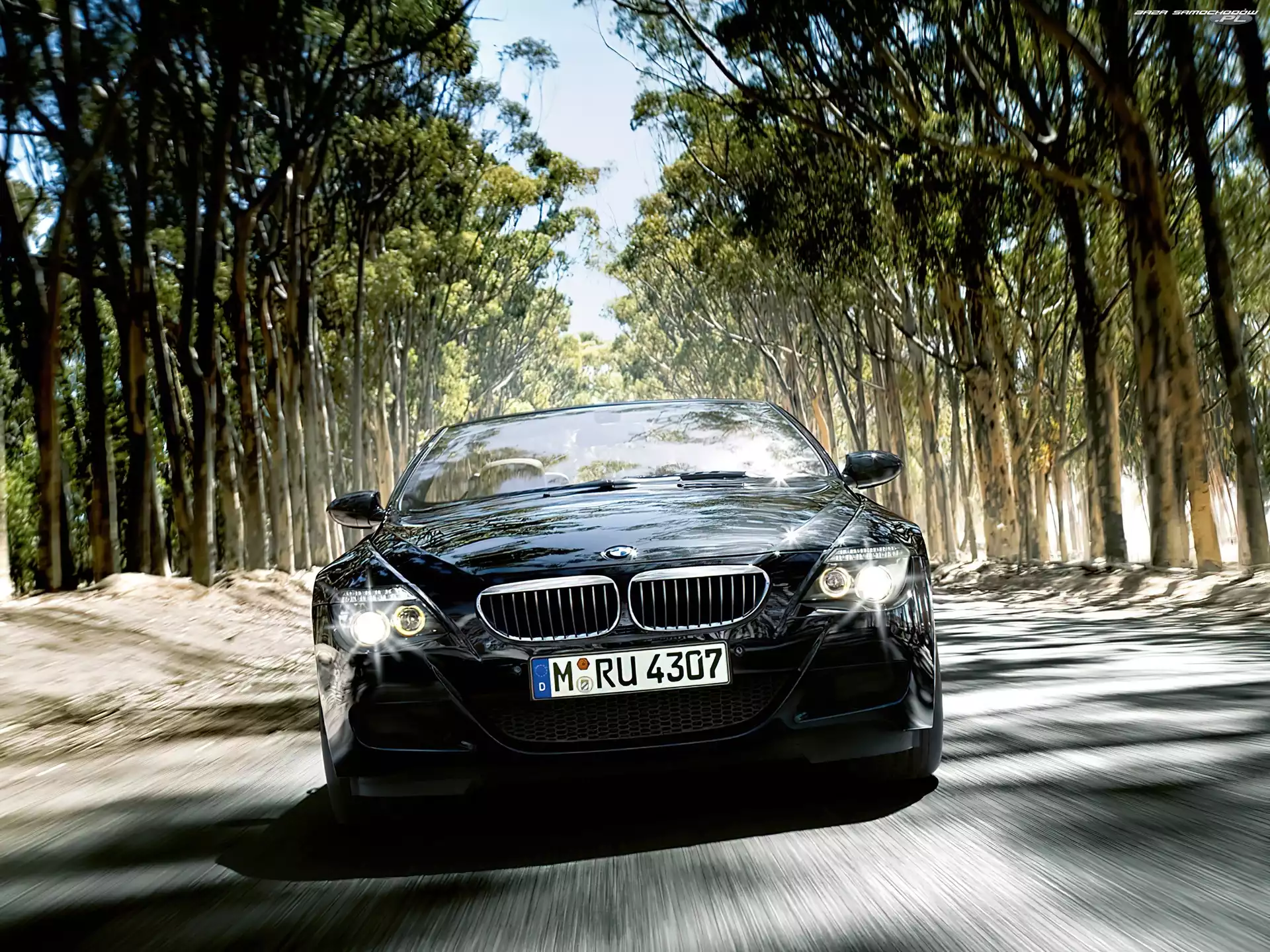 Przód, Droga, BMW Seria 6, Las