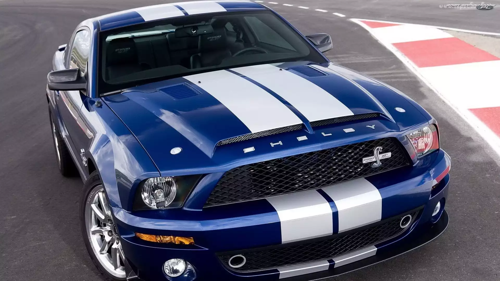 Shelby, Pasy, Ford Mustang, Białe