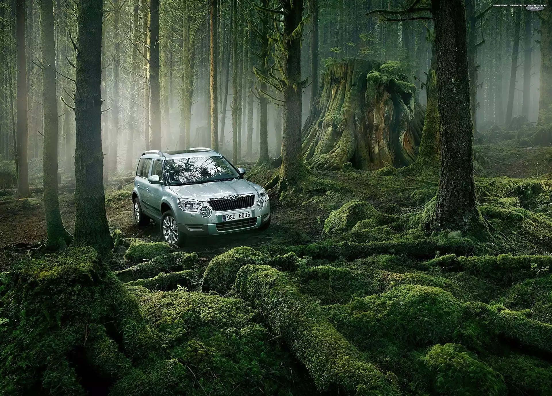Terenowa, Skoda, Pnie, Las