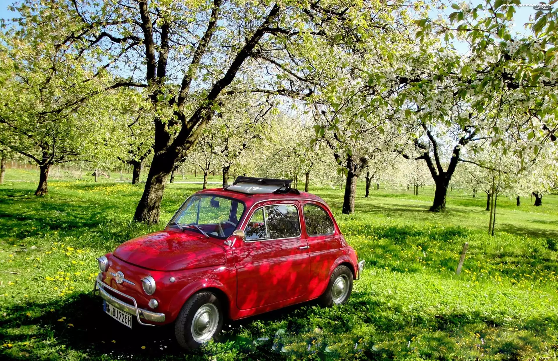 Trawa, Fiat 500, Sad