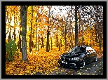 Drzewa, Jesień, Droga, BMW seria 5 F10, Park