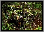 Samochód, Las, Mech, Drzewa, Zabytkowy, Rośliny